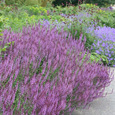 Primrose Salvia Nemorosa Amethyst Balkan Clary 9Cm Pot Perennial Plant from B&Q