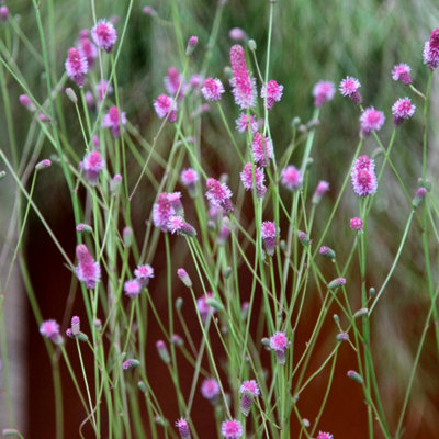 Primrose Sanguisorba Officinalis Pink Tanna Burnett 9Cm Pot Perennial Plant from B&Q