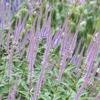 Primrose Veronicastrum Virginicum Fascination Culvers Root 9Cm Pot Perennial Plant from B&Q