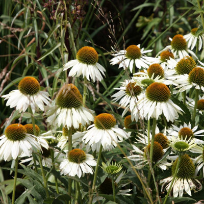 Primrose Echinacea Purpurea White Swan Coneflower 9Cm Pot Perennial Plant from B&Q
