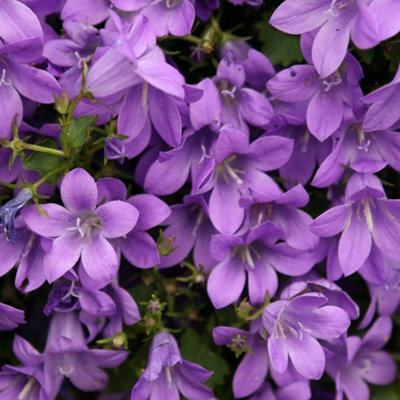 Primrose Campanula Portenschlagiana Dalmatian Bellflower 9Cm Pot Alpine Perennial Plant from B&Q
