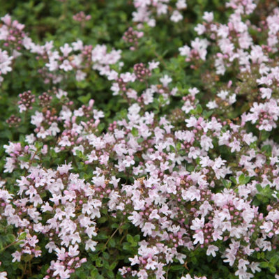 Primrose Thyme Serpyllum Pink Chintz Herb Plant Thymus 9Cm Pot from B&Q
