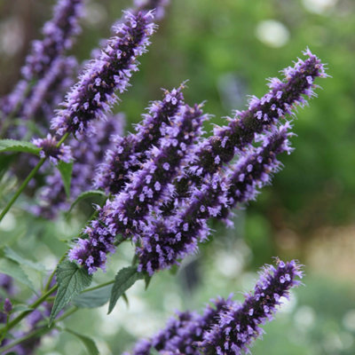 Primrose Agastache Blackadder Hyssop 9Cm Pot Perennial Plant from B&Q