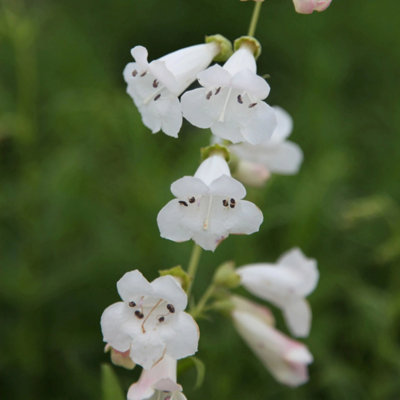 Primrose Penstemon White Bedder Beard Tongue 9Cm Pot Perennial Plant from B&Q