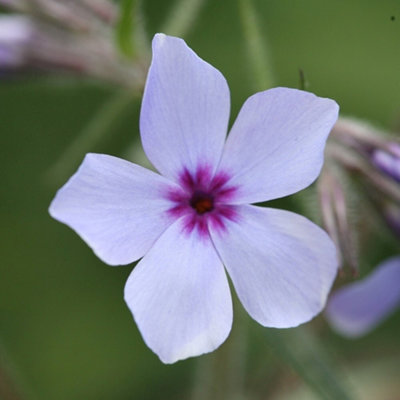 Primrose Phlox Di Icata Subsp. Laphamii Chattahoochee 9Cm Pot Perennial Plant from B&Q