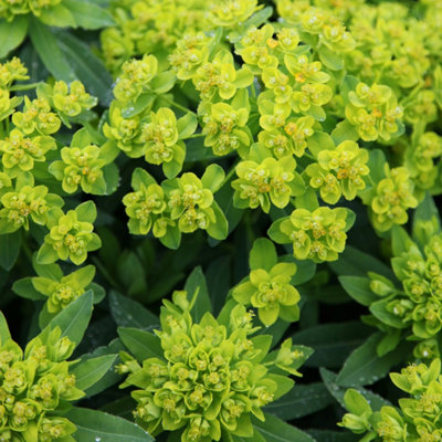 Primrose Euphorbia Palustris Spurge 9Cm Pot Perennial Plant from B&Q