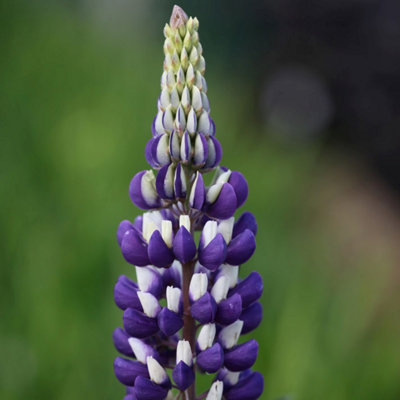 Primrose Lupinus The Governor Lupin 9Cm Pot Perennial Plant from B&Q