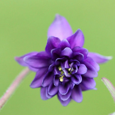 Primrose Aquilegia Vulgaris Stellata Blue Barlow Grannys Bonnet 9Cm Pot Perennial Plant from B&Q