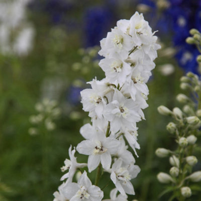 Primrose Delphinium Galahad 9Cm Pot Perennial Plant from B&Q
