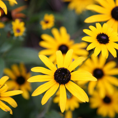 Primrose Rudbeckia Fulgida Deamii Black-Eyed Susan 9Cm Pot Perennial Plant from B&Q