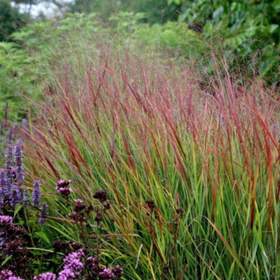 Primrose Panicum Virgatum Rehbraun Switch Grass 9Cm Pot Grass Plant from B&Q
