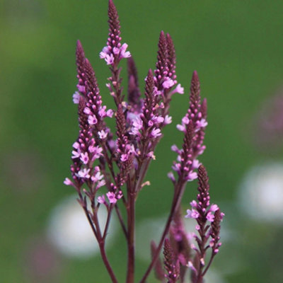 Primrose Verbena Hastata F. Rosea 9Cm Pot Perennial Plant from B&Q