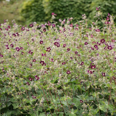 Primrose Geranium Phaeum Dusky Cranesbill 9Cm Pot Perennial Plant from B&Q
