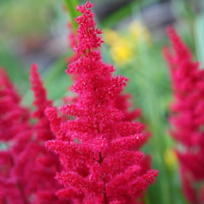 Primrose Astilbe Fanal False Goatsbeard 9Cm Pot Perennial Plant from B&Q