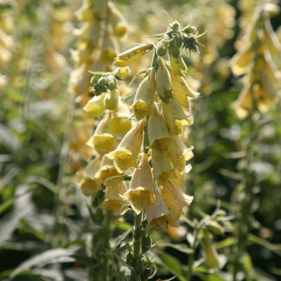 Primrose Digitalis Grandiflora Yellow Foxglove 9Cm Pot Perennial Plant from B&Q