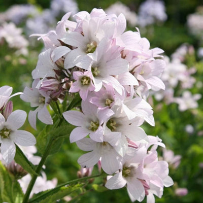 Primrose Campanula Lactiflora Loddon Anna Milky Bellflower 9Cm Pot Perennial Plant from B&Q