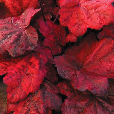 Primrose Heuchera Autumn Leaves Coral Bells 9Cm Pot Perennial Plant from B&Q