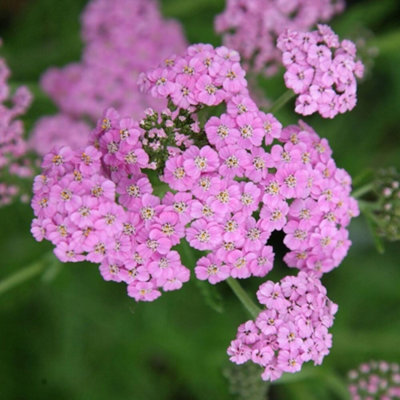 Primrose Achillea Millefolium Lilac Beauty Yarrow 9Cm Pot Perennial Plant from B&Q
