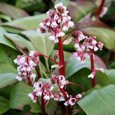 Primrose Bergenia Silberlicht Elephants Ears 9Cm Pot Perennial Plant from B&Q