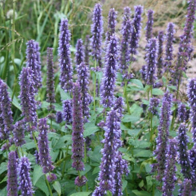 Primrose Agastache Blue Fortune Mexican Giant Hyssop 9Cm Pot Perennial Plant from B&Q