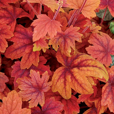 Primrose Heucherella Sweet Tea Coral Bells 9Cm Pot Perennial Plant from B&Q