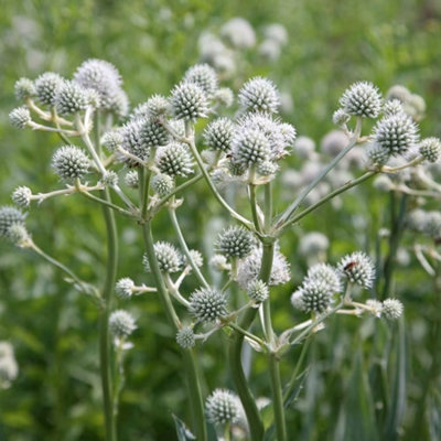 Primrose Eryngium Yuccifolium Button Eryngo 9Cm Pot Perennial Plant from B&Q