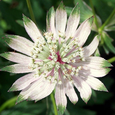Primrose Astrantia Major Subsp. Involucrata Shaggy Masterwort 9Cm Pot Perennial Plant from B&Q