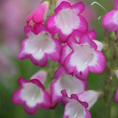 Primrose Penstemon Pensham Laura Beard Tongue 9Cm Pot Perennial Plant from B&Q