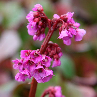 Primrose Bergenia Cordifolia Purpurea Elephants Ears 9Cm Pot Perennial Plant from B&Q