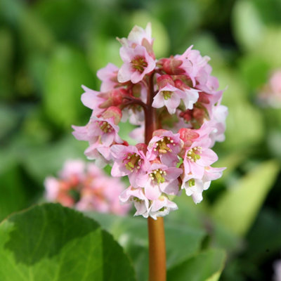 Primrose Bergenia Baby Doll Elephants Ears 9Cm Pot Perennial Plant from B&Q