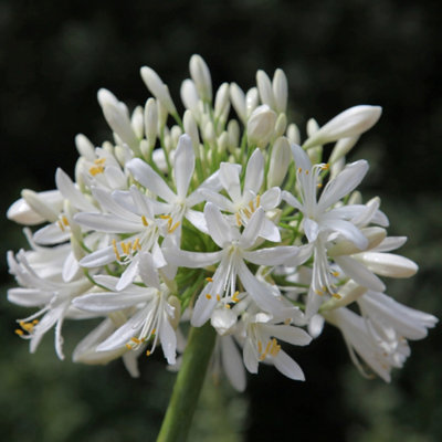 Primrose Agapanthus Africanus Albus African Lily 9Cm Pot Perennial Plant from B&Q