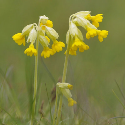 Primrose Primula Veris Cowslip 9Cm Pot Perennial Wildflower Plant from B&Q