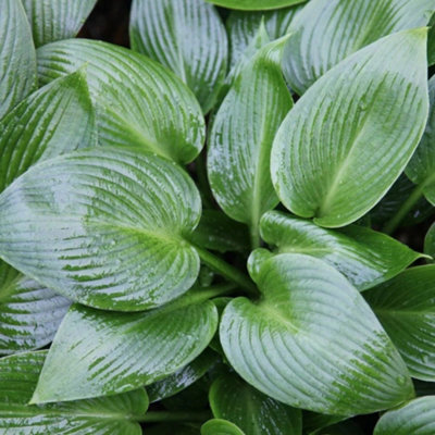 Primrose Hosta Devon Green Plantain Lily 9Cm Pot Perennial Plant from B&Q