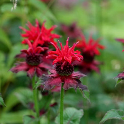 Primrose Monarda Fireball Bergamot 9Cm Pot Perennial Plant from B&Q