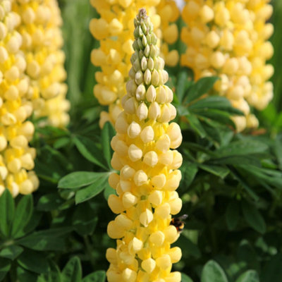 Primrose Lupinus Chandelier Lupin 9Cm Pot Perennial Plant from B&Q