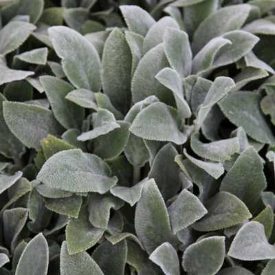 Primrose Stachys Byzantina Silver Carpet Lambs Ears 9Cm Pot Perennial Plant from B&Q