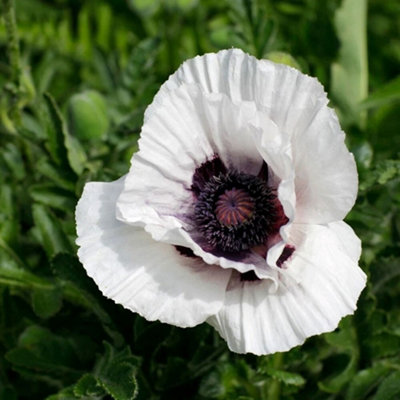 Primrose Papaver Royal Wedding Oriental Poppy 9Cm Pot Perennial Plant from B&Q