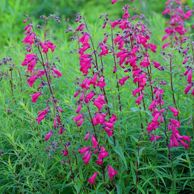 Primrose Penstemon Andenken An Friedrich Hahn Beard Tongue 9Cm Pot Perennial Plant from B&Q