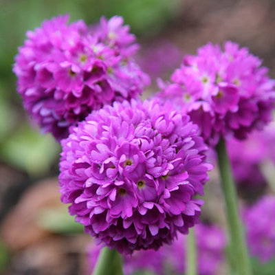 Primula Denticulata Drumstick Primrose 9Cm Pot Perennial Plant from B&Q