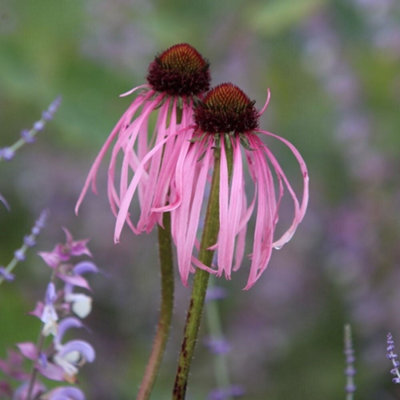 Primrose Echinacea Pallida Coneflower 9Cm Pot Perennial Plant from B&Q
