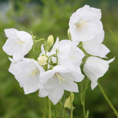 Primrose Campanula Persicifolia Alba Peach-Leaved Bellflower 9Cm Pot Perennial Plant from B&Q