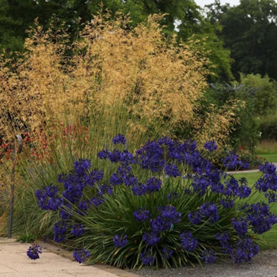 Primrose Stipa Gigantea Golden Oats 9Cm Pot Grass Plant from B&Q