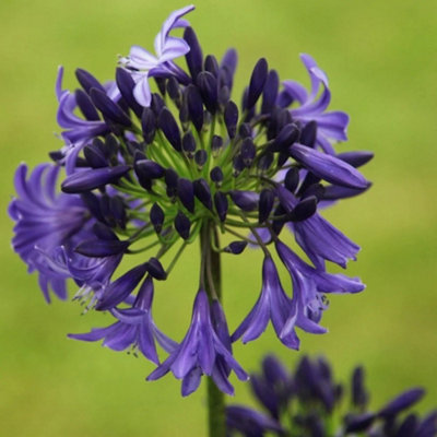 Primrose Agapanthus Northern Star African Lily 9Cm Pot Perennial Plant from B&Q