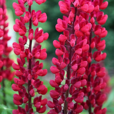 Primrose Lupinus The Page Lupin 9Cm Pot Perennial Plant from B&Q