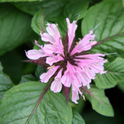 Primrose Monarda Beauty Of Cobham Bergamot 9Cm Pot Perennial Plant from B&Q