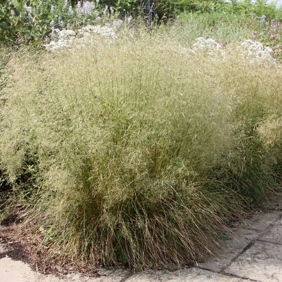 Primrose Deschampsia Cespitosa Tufted Hair Grass 9Cm Pot Grass Plant from B&Q