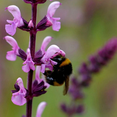 Primrose Salvia X Sylvestris Rose Queen Sage 9Cm Pot Perennial Plant from B&Q