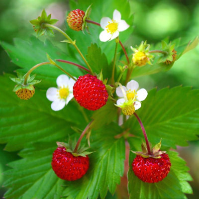 B&Q -  Alpine Strawberry Fragaria Vesca 9Cm Pot Fruiting Garden Plant