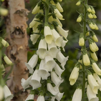 Primrose Digitalis Purpurea F. Albiflora Foxglove 9Cm Pot Perennial Plant from B&Q