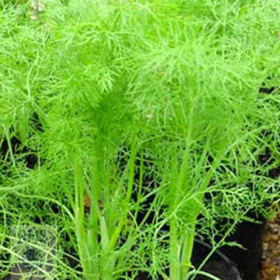 Primrose Fennel Or Foeniculum Vulgare Herb Plant Foeniculum Vulgare 9Cm Pot from B&Q